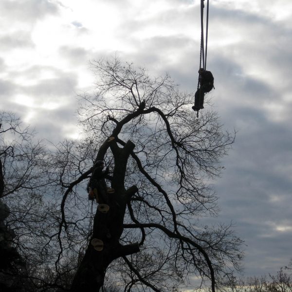 Fällung eines Baumes mit Mobilkran und Klettertechnik
